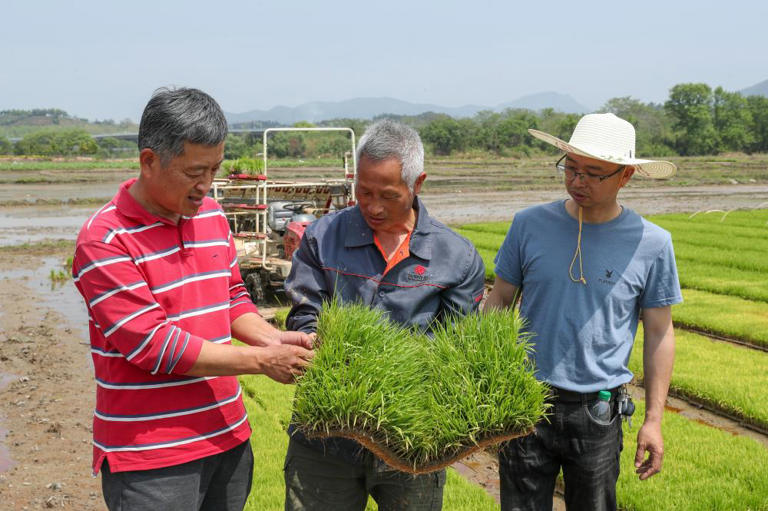 春の田植えを支える科学技術指導 中国福建省武夷山市 春の田植えを支える科学技術指導 中国福建省武夷山市