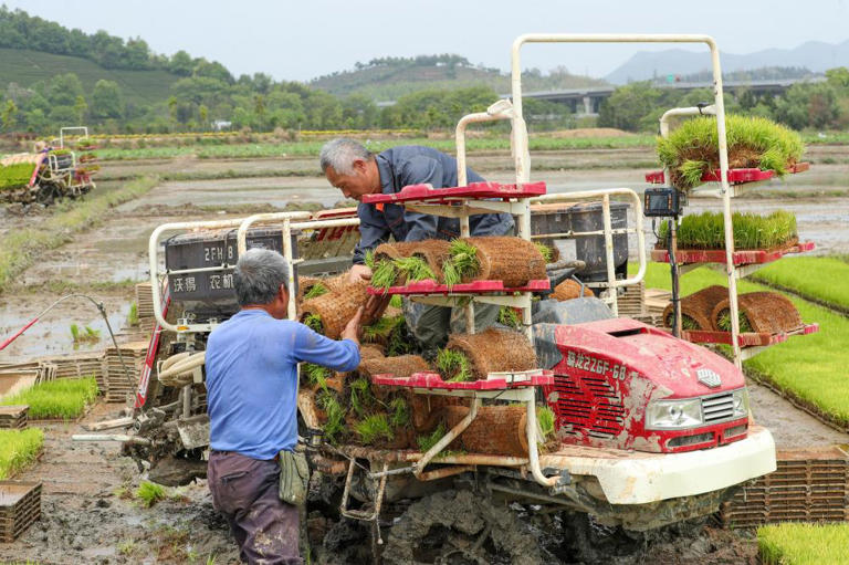 春の田植えを支える科学技術指導 中国福建省武夷山市 春の田植えを支える科学技術指導 中国福建省武夷山市