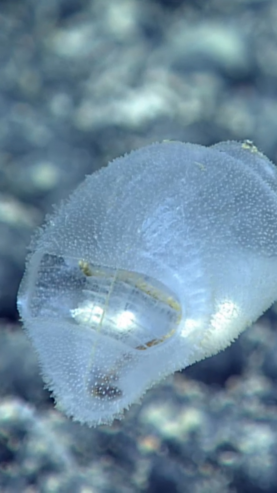 Strange animals you didn’t know existed