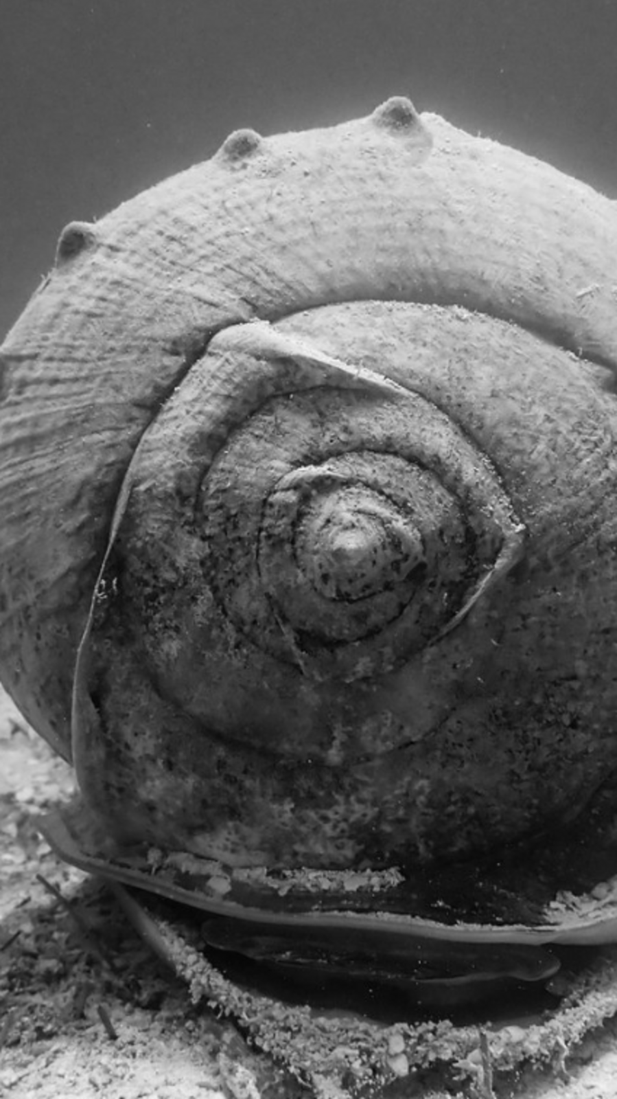 Strange animals you didn’t know existed