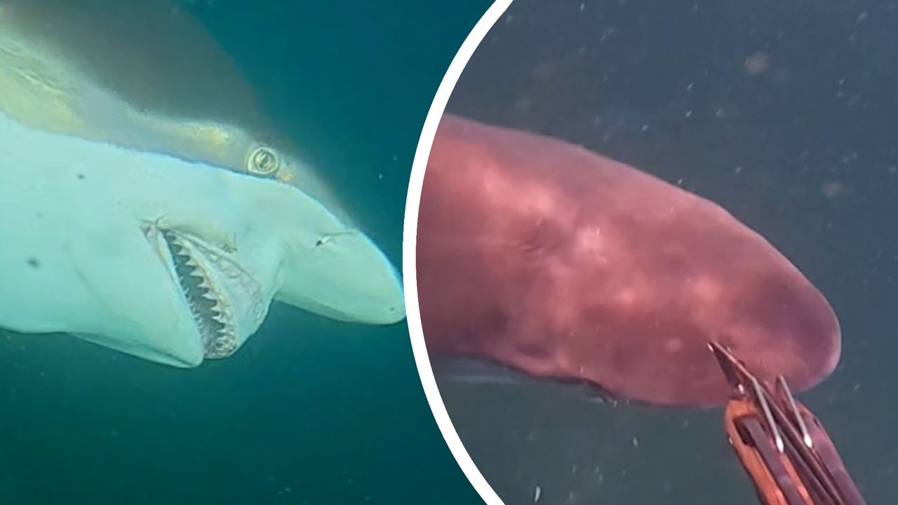 Fisherman attacked by shark(00)