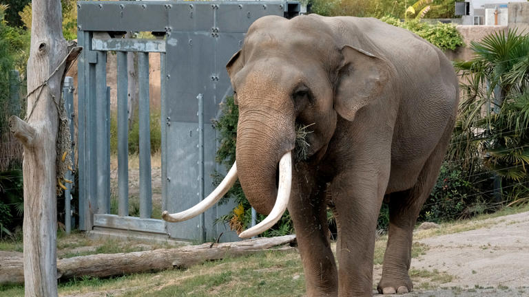 Billy a male Asian elephant, roams in his habitat at the Elephants of Asia exhibit at the Los Angeles Zoo on Tuesday, April 18, 2017.