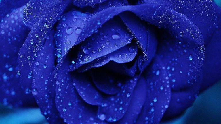 Roja, amarilla, azul, blanca o violeta: el mensaje oculto detrás de ...