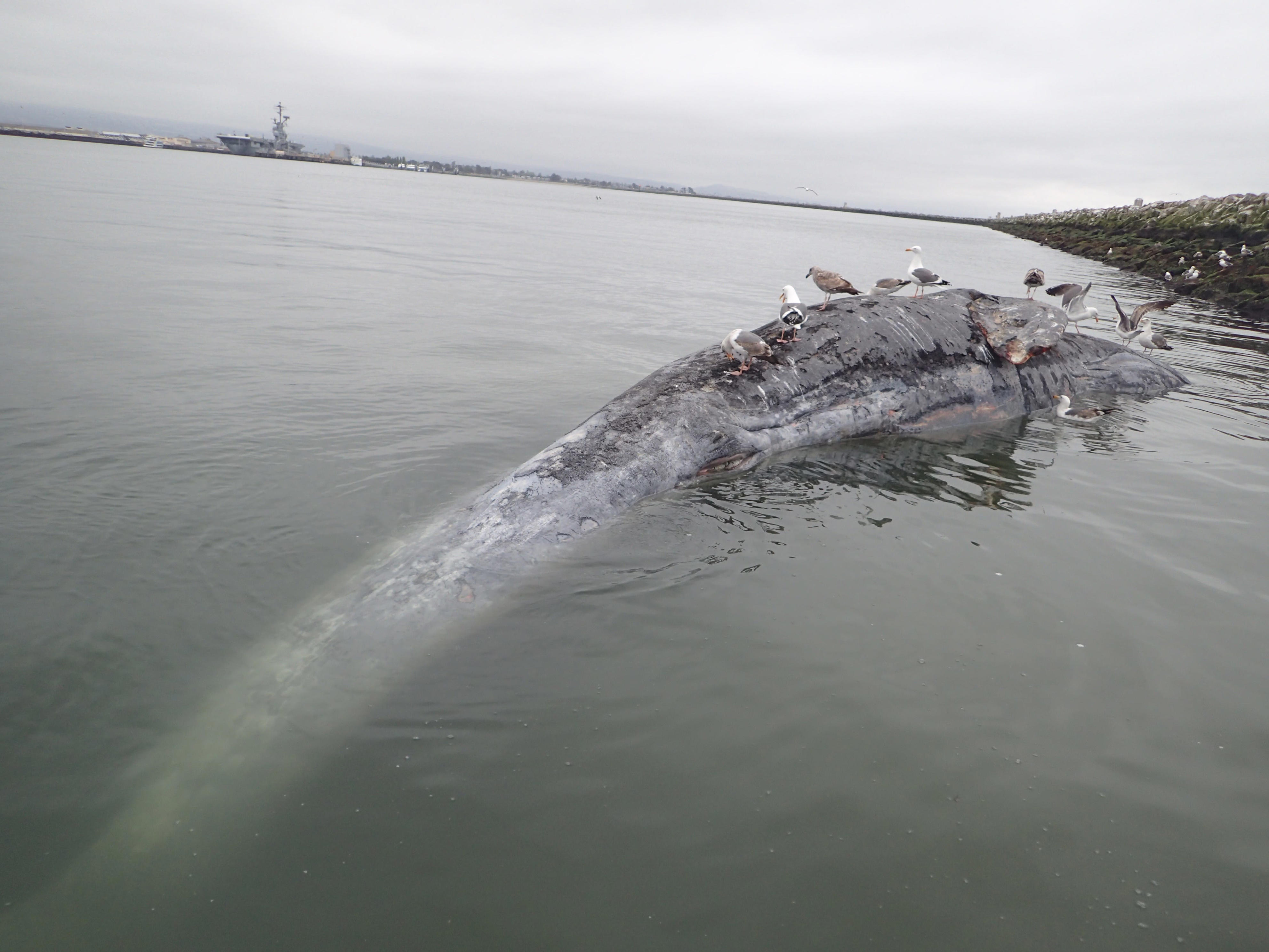 Fifth whale found dead in waters of San Francisco Bay within a month