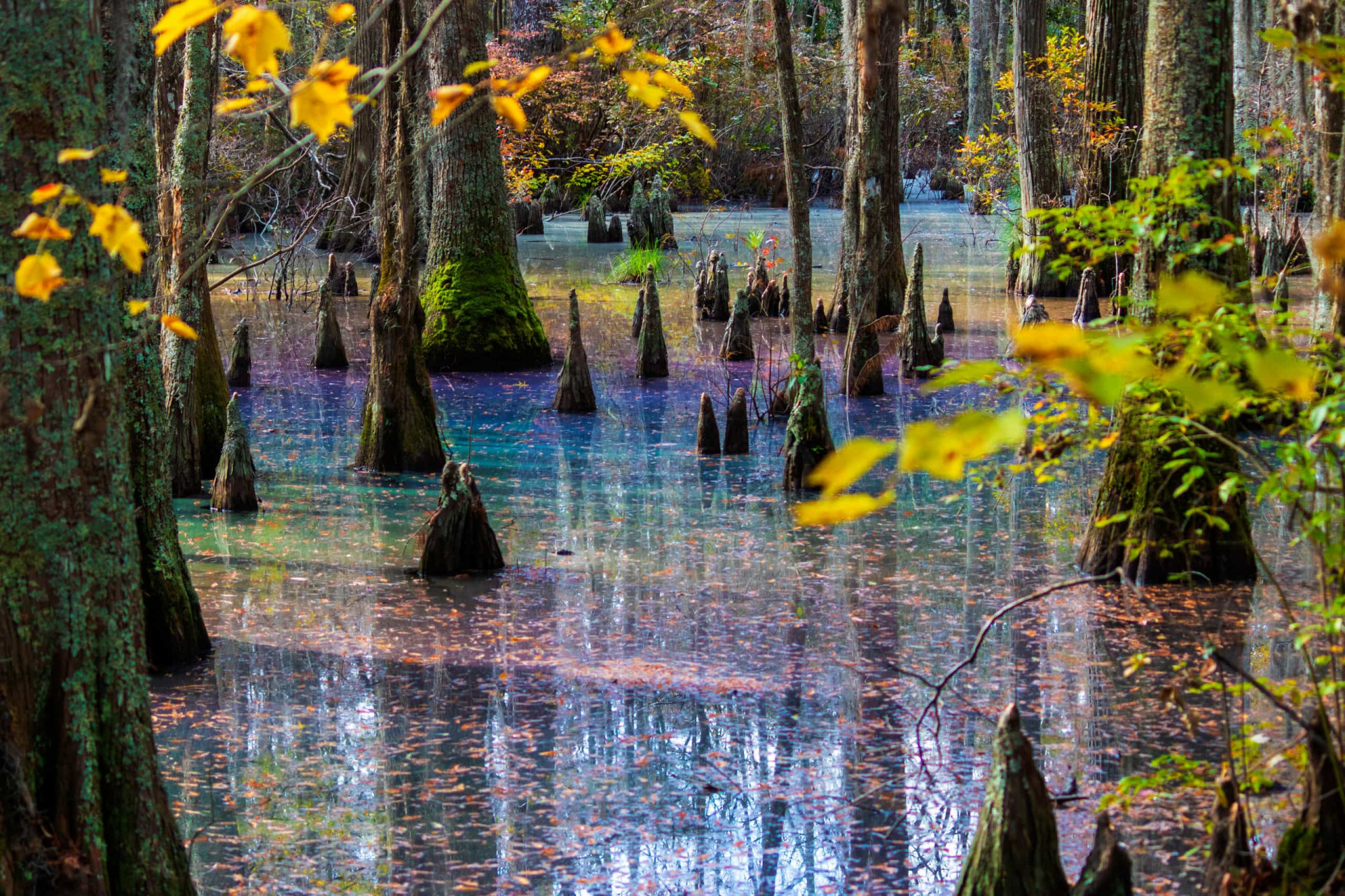 Psychedelic Swamp, FL
