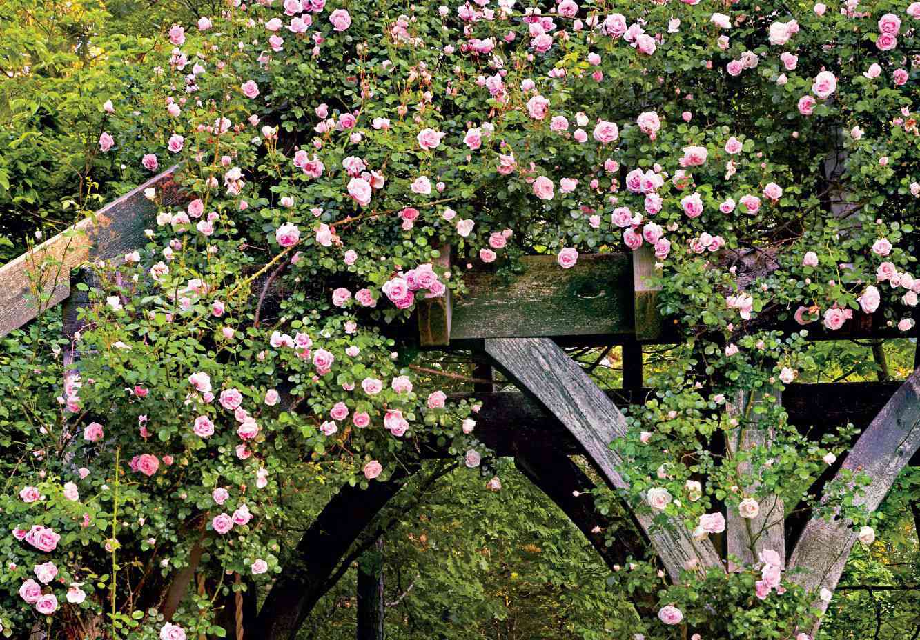 How to grow and care for climbing roses for a show-stopping display
