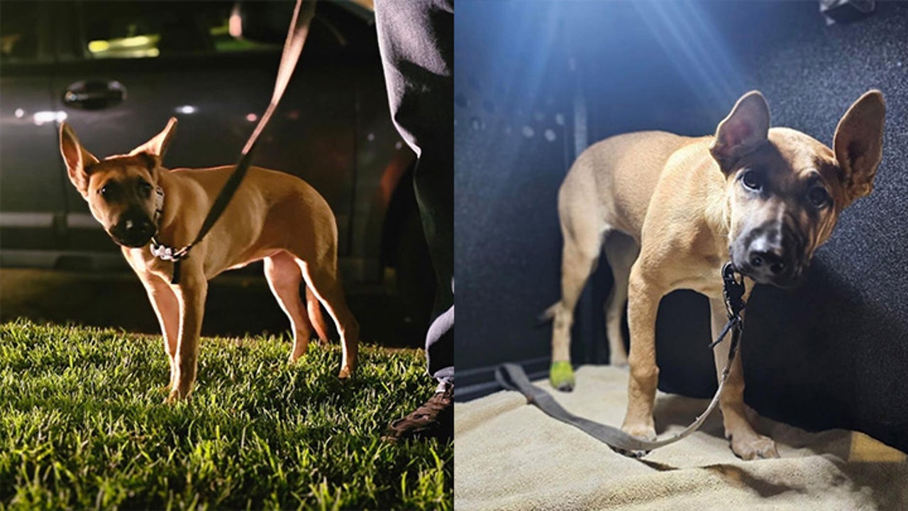 Arrest made in gruesome dog abuse video caught on camera in Long Beach