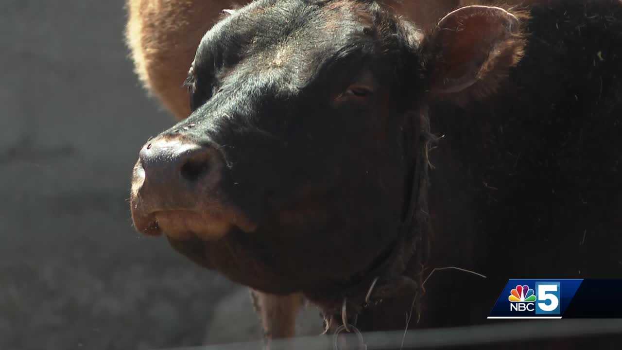 FDA program for food testing pauses, officials say state and federal ...