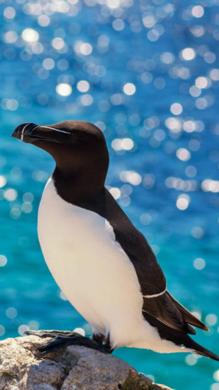 Razorbill: The majestic seabird and why it is taking over social media