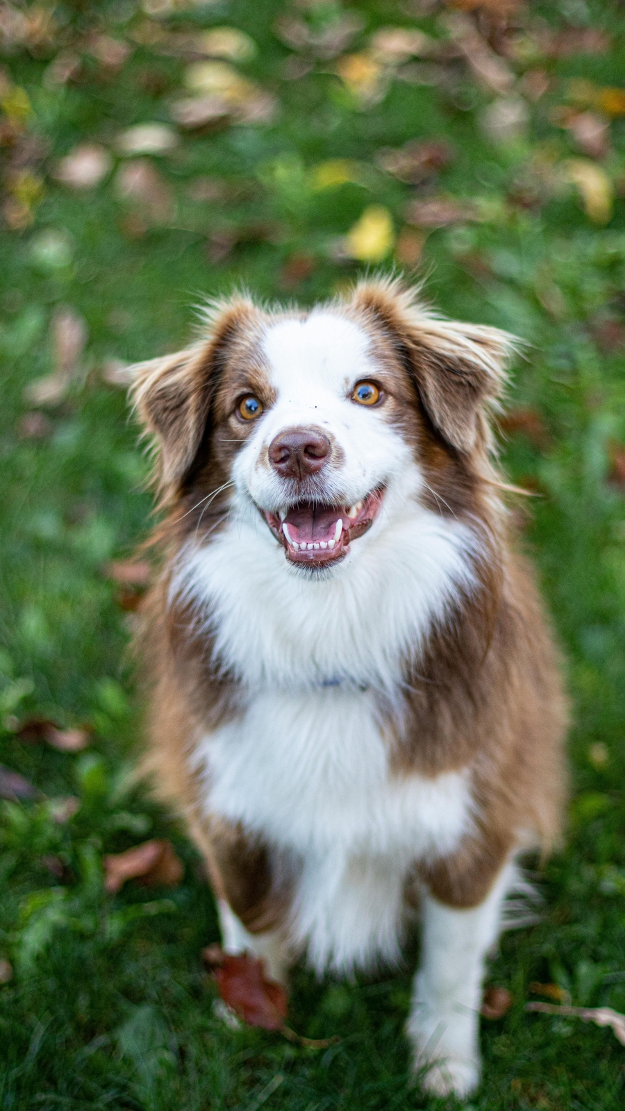 Amazing dog facts you probably didn’t know