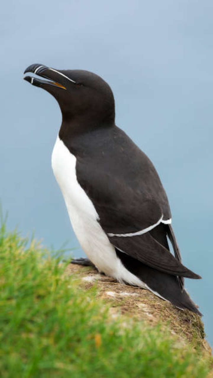 Razorbill: The majestic seabird and why it is taking over social media