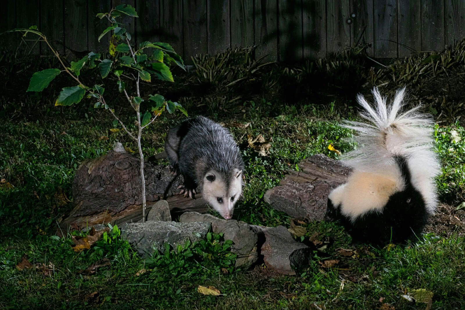 What Happens When Two Skunks Compete for Territory What Happens When Two Skunks Compete for Territory