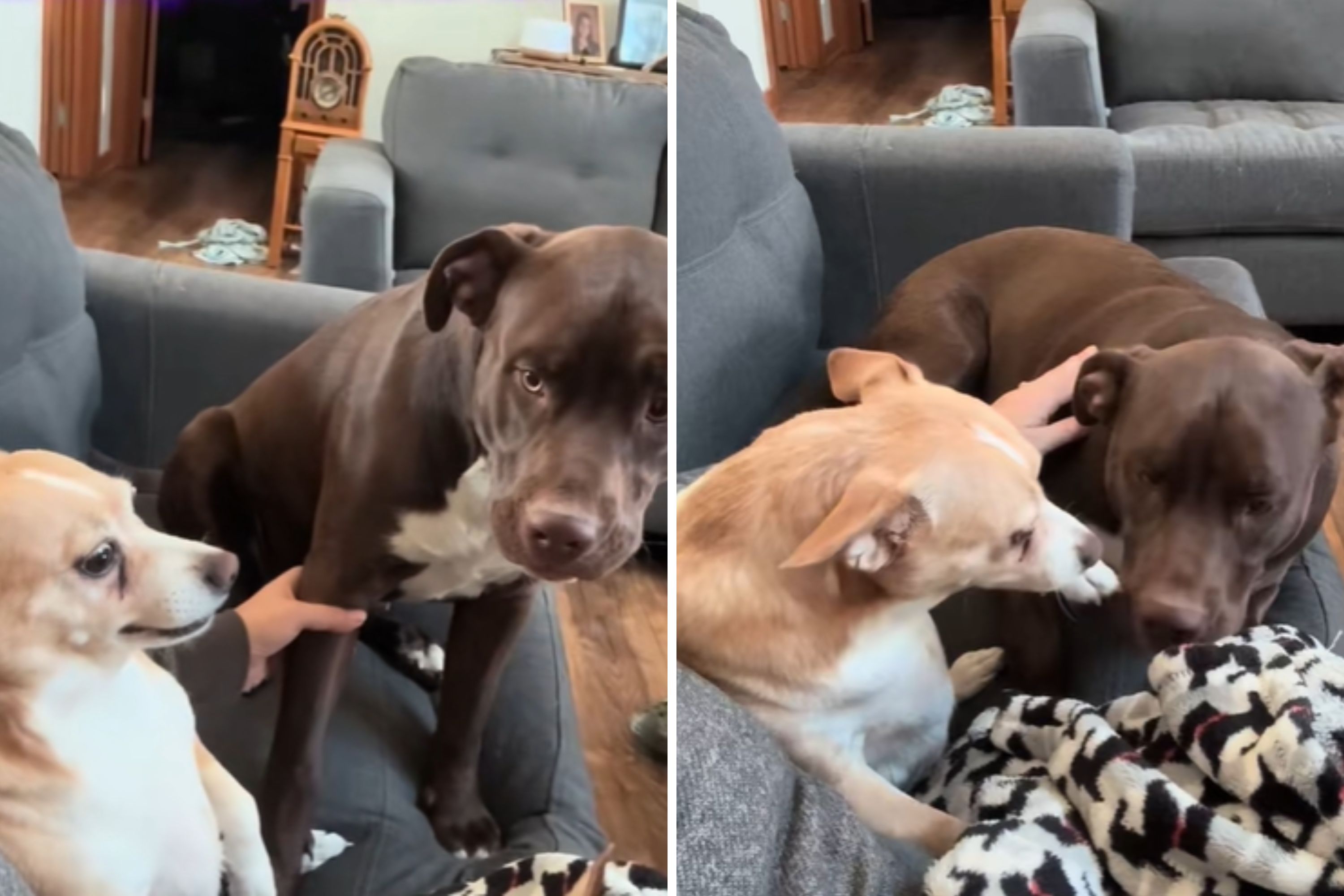 Heartbreak as Grieving Dogs Say Goodbye to Canine Sibling One Last Time(02)