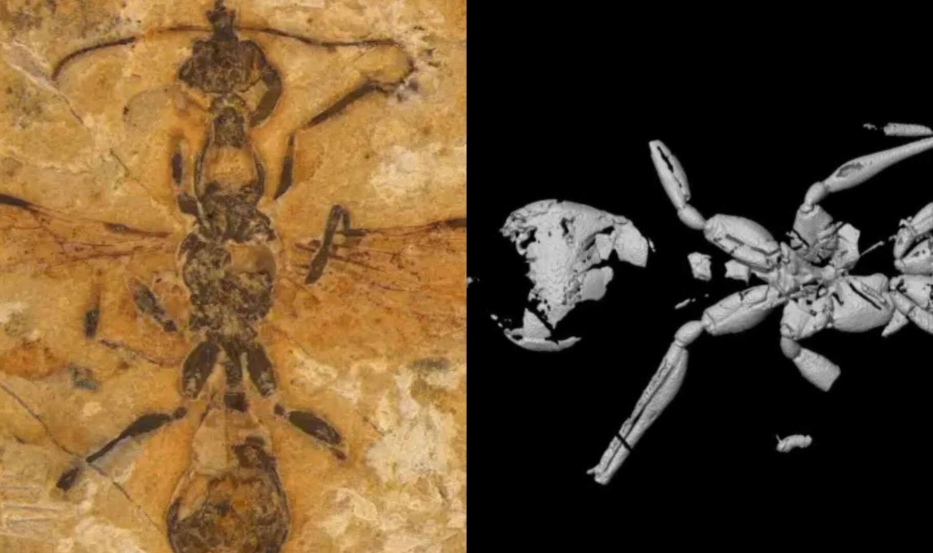 Registro fósil demuestra que las hormigas conquistaron la Tierra hace 113  millones de años