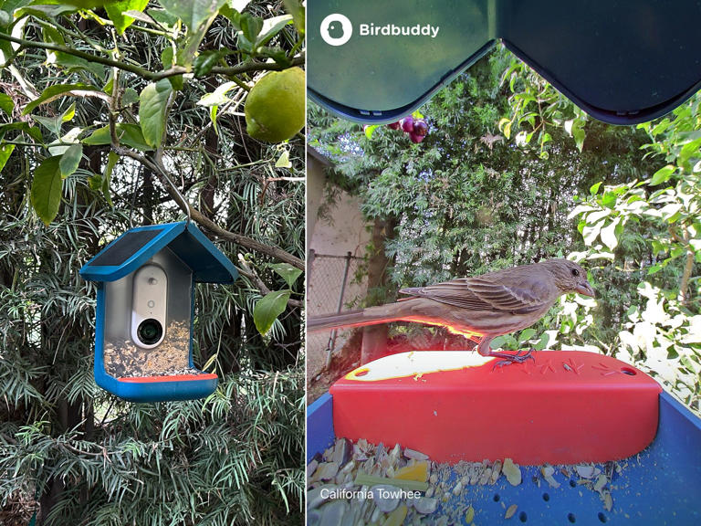The best smart bird feeders in 2025, tested and reviewed