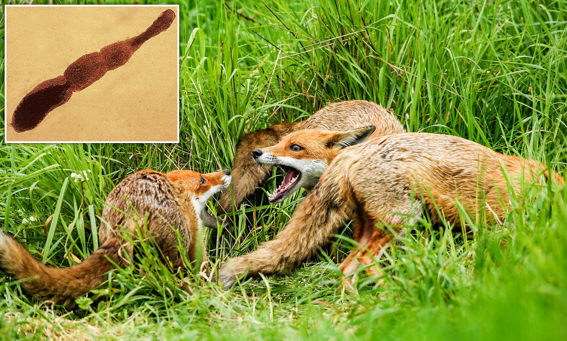 Urgent warning over parasite that destroys your organs on the rise