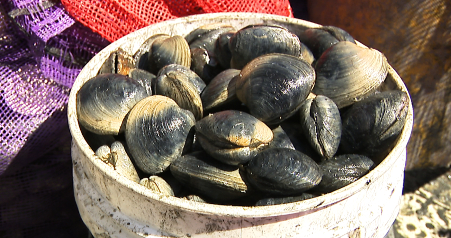 Whitehouse pushes for task force to research declining shellfish ...