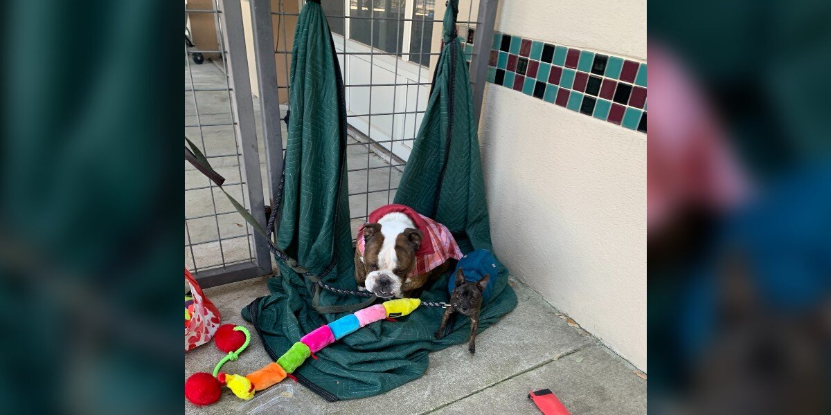 Dog Discovered Tied To Gate Outside Texas Shelter Had A Secret Identity