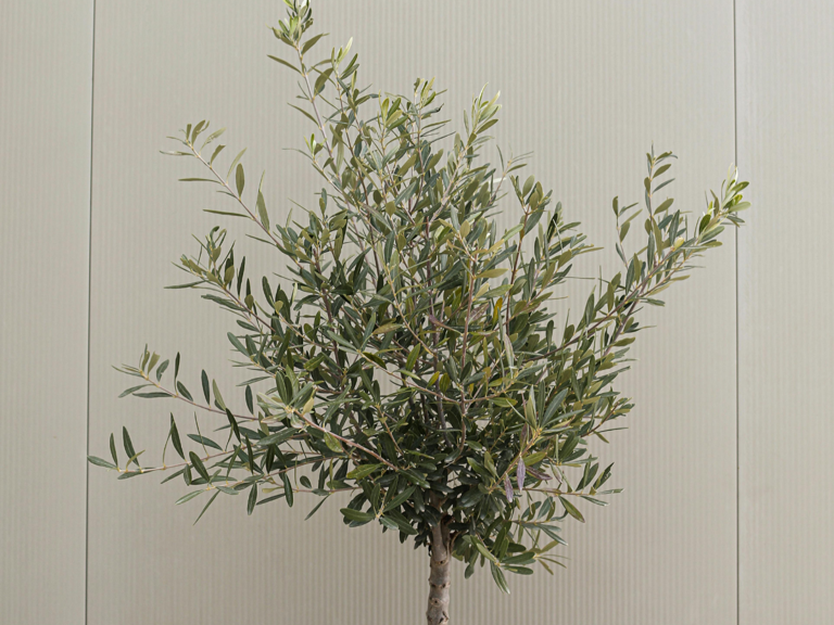Trader Joe’s $11 Mini Olive Trees Are Back On Shelves