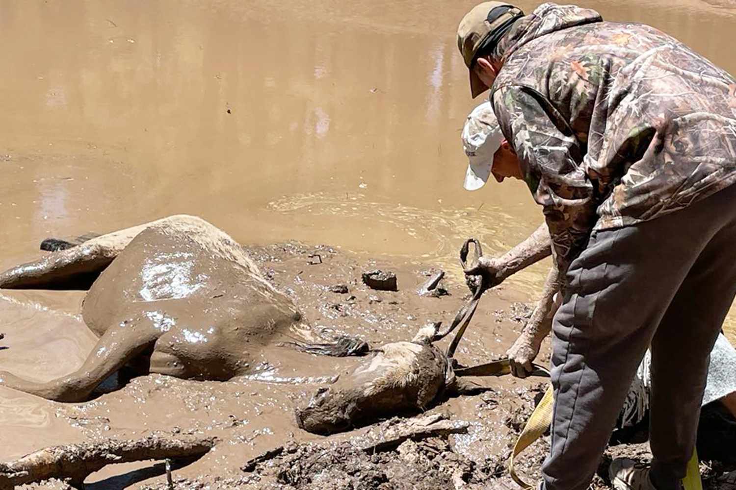 Mud Pit in Arizona Traps and Nearly Drowns a Mother Horse in Front of