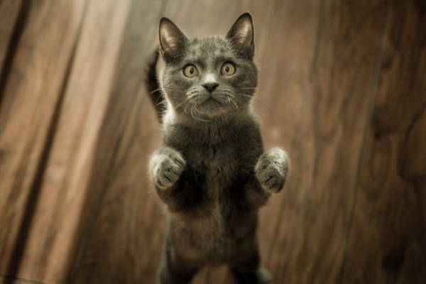 Mengapa Kucing Selalu Ingin Diikuti? Begini Penjelasannya!