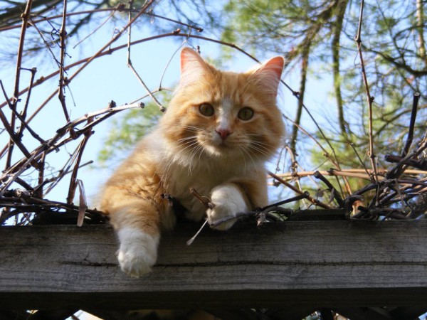 Mengapa Kucing Selalu Ingin Diikuti? Begini Penjelasannya!