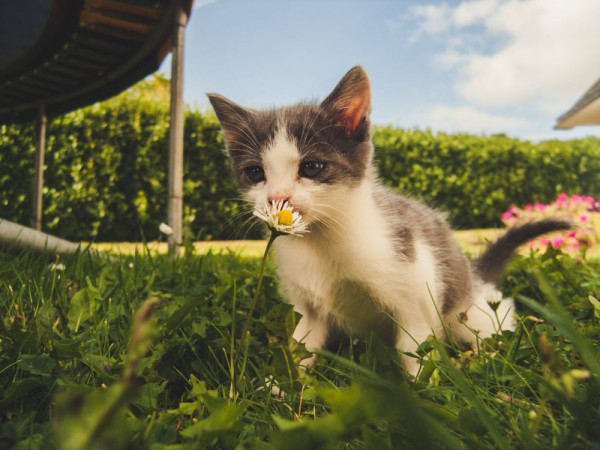 Mengapa Kucing Selalu Ingin Diikuti? Begini Penjelasannya!
