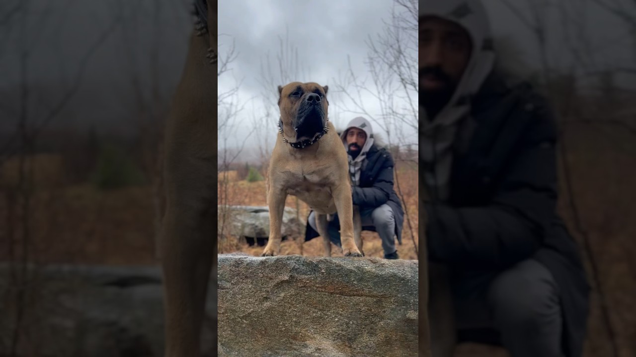 Giant pit bull dominates scene with sheer size and power
