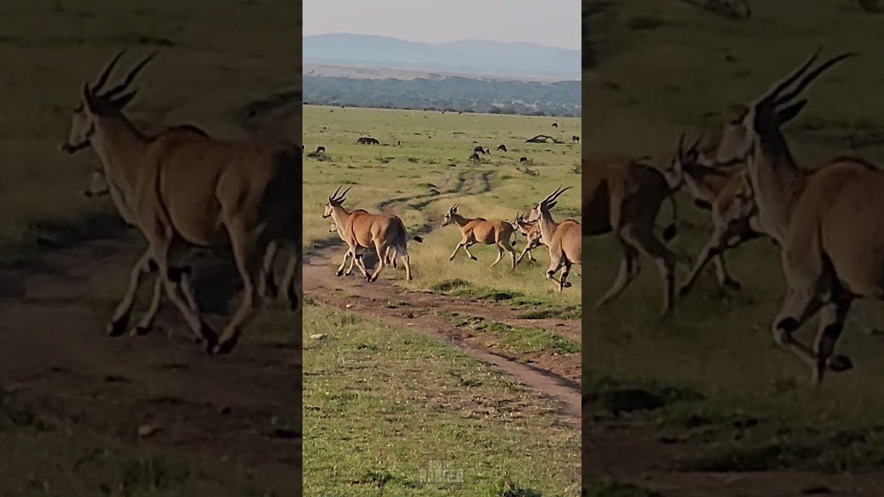 Swift Eland Run Across Open Plains in Beautiful African Scene