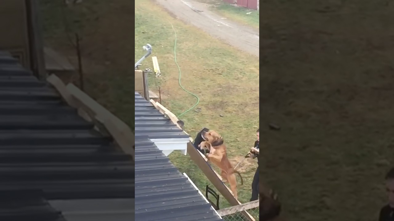 Brave pit bull climbs a ladder to catch roof robber