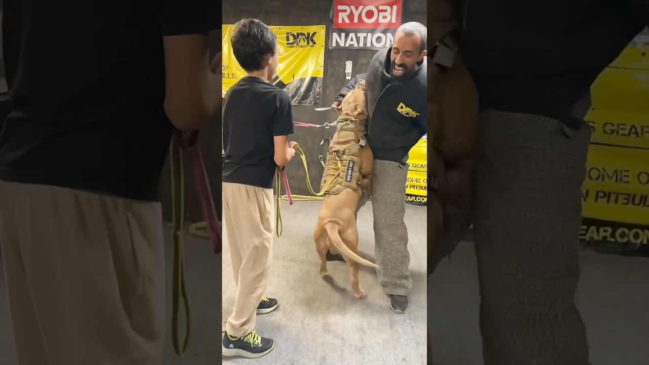 Protective dog displays an incredible ability to guard