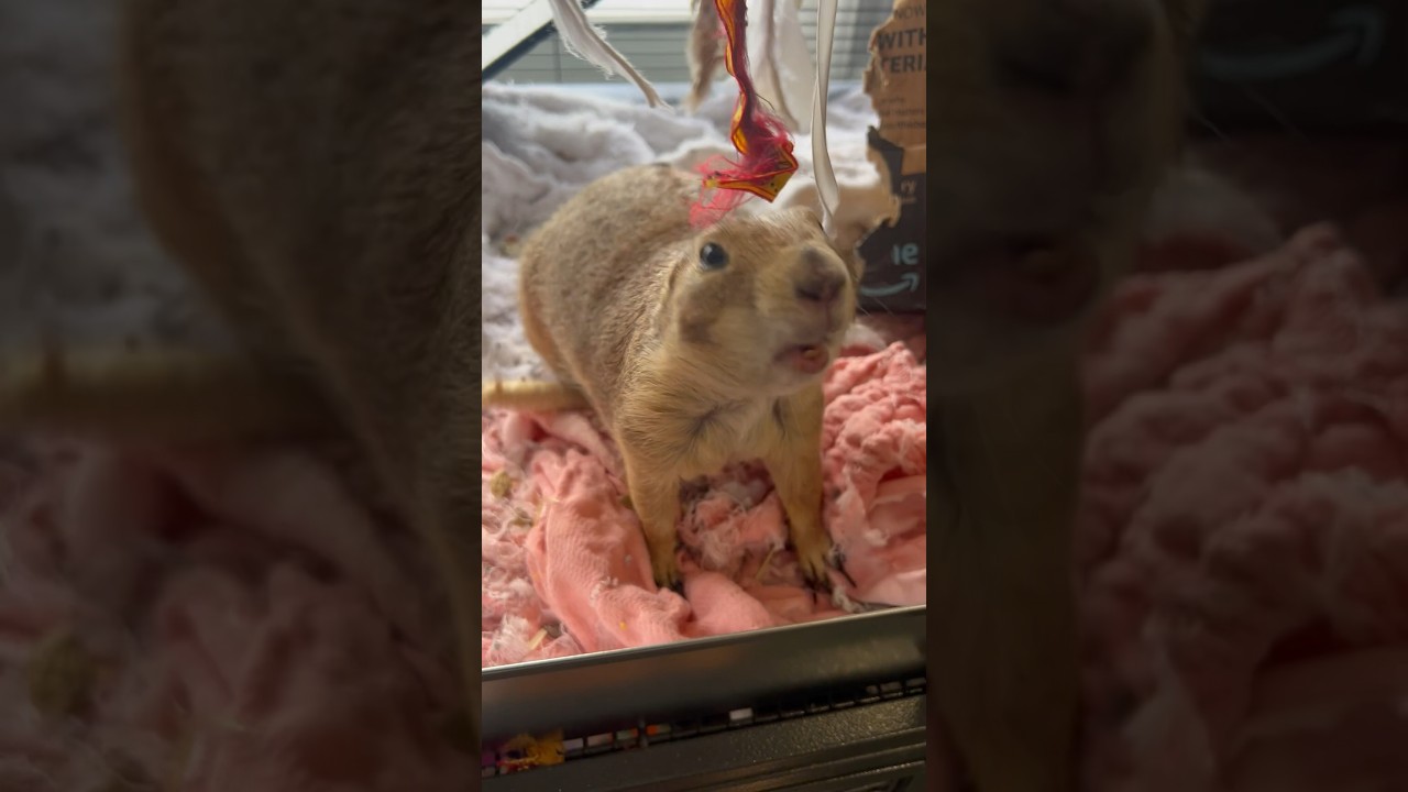 Prairie dog shows playful mean behavior