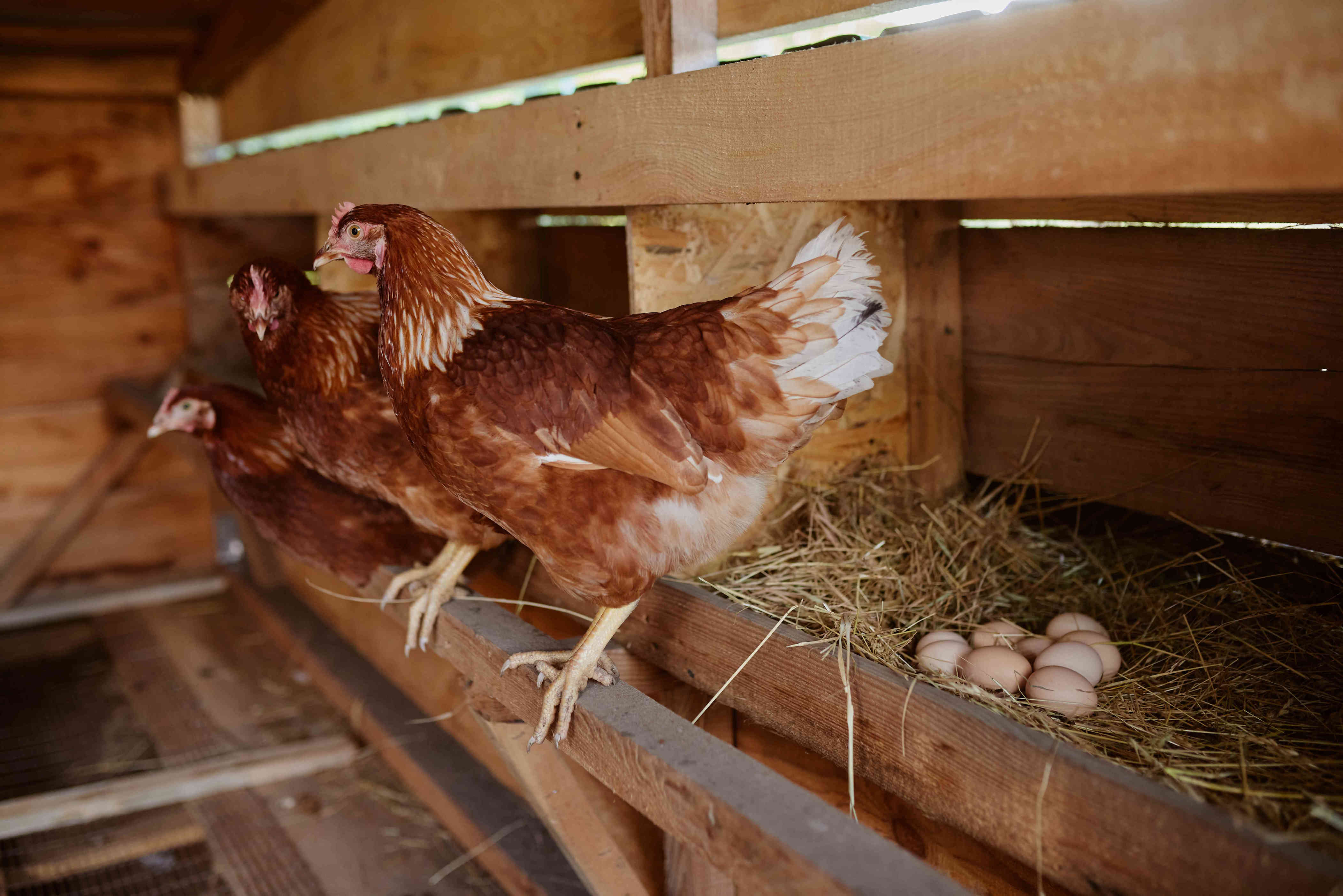 Is raising chickens actually cheaper than buying eggs? Chicken keepers ...
