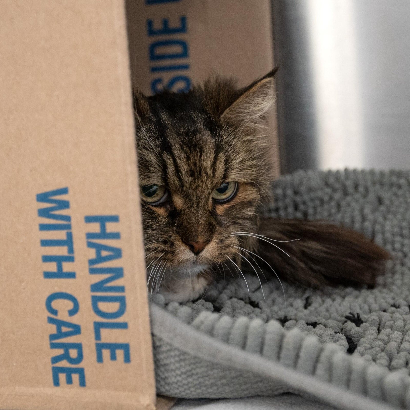 Cat survives 380foot fall that killed couple in Utah national park