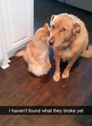2. This guilty-as-sin dog: