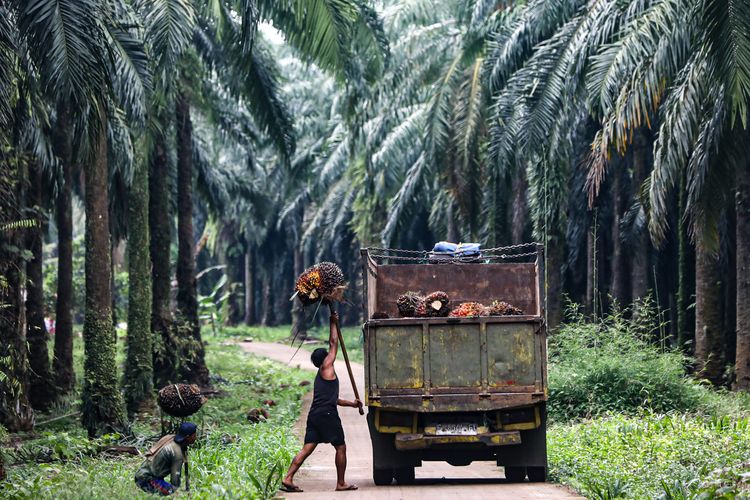 Ekonom: Sawit Bukan Hutan, Tapi Fungsi Ekologisnya Tak Boleh Diabaikan