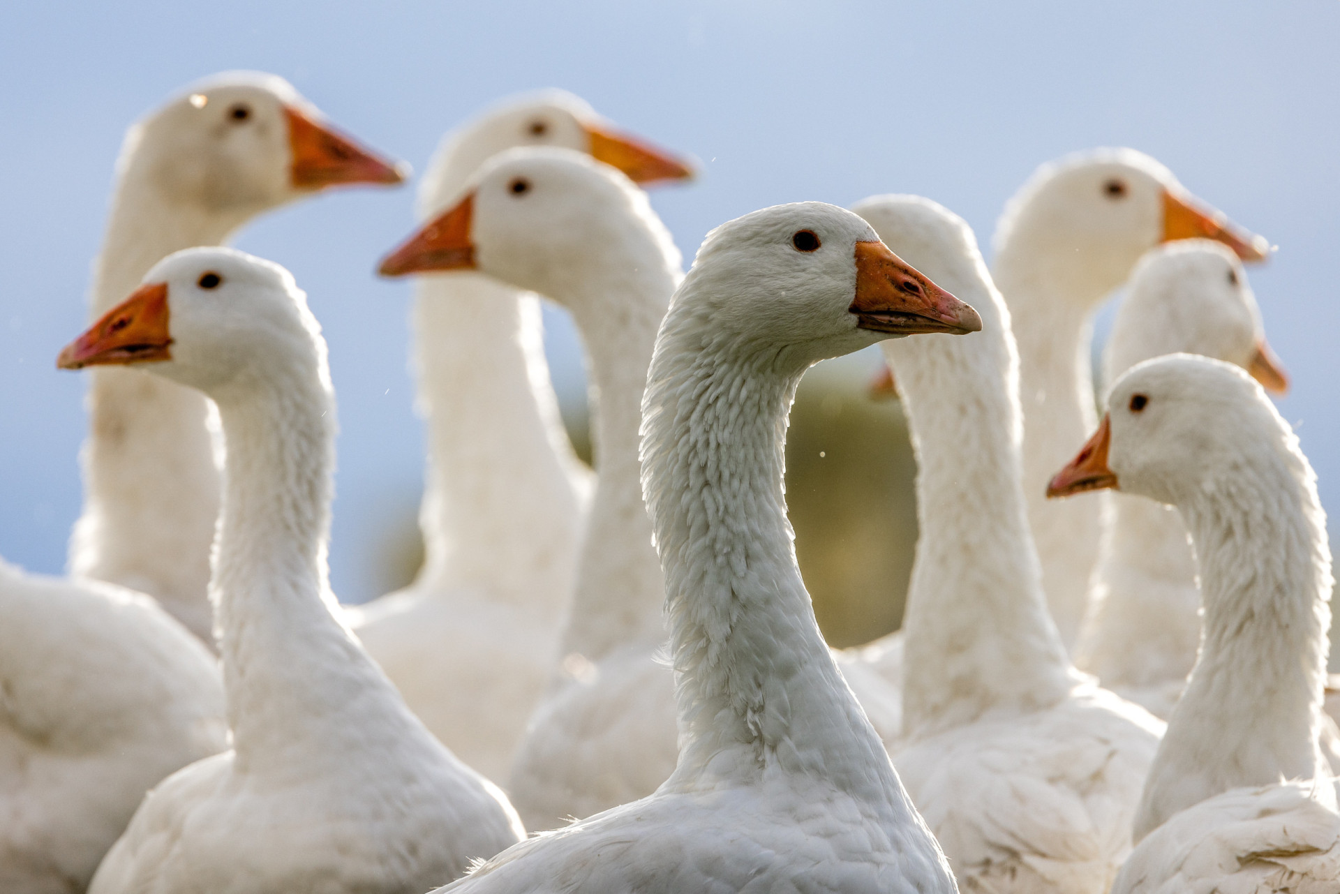 Bird flu has the potential to became a pandemic