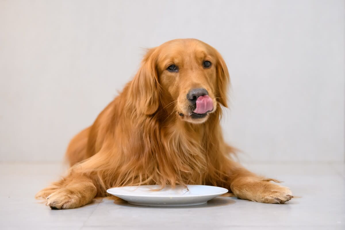 Golden Retrievers' Amazing 'Hungry, Hungry Hippo' Skills Leave Everyone Speechless