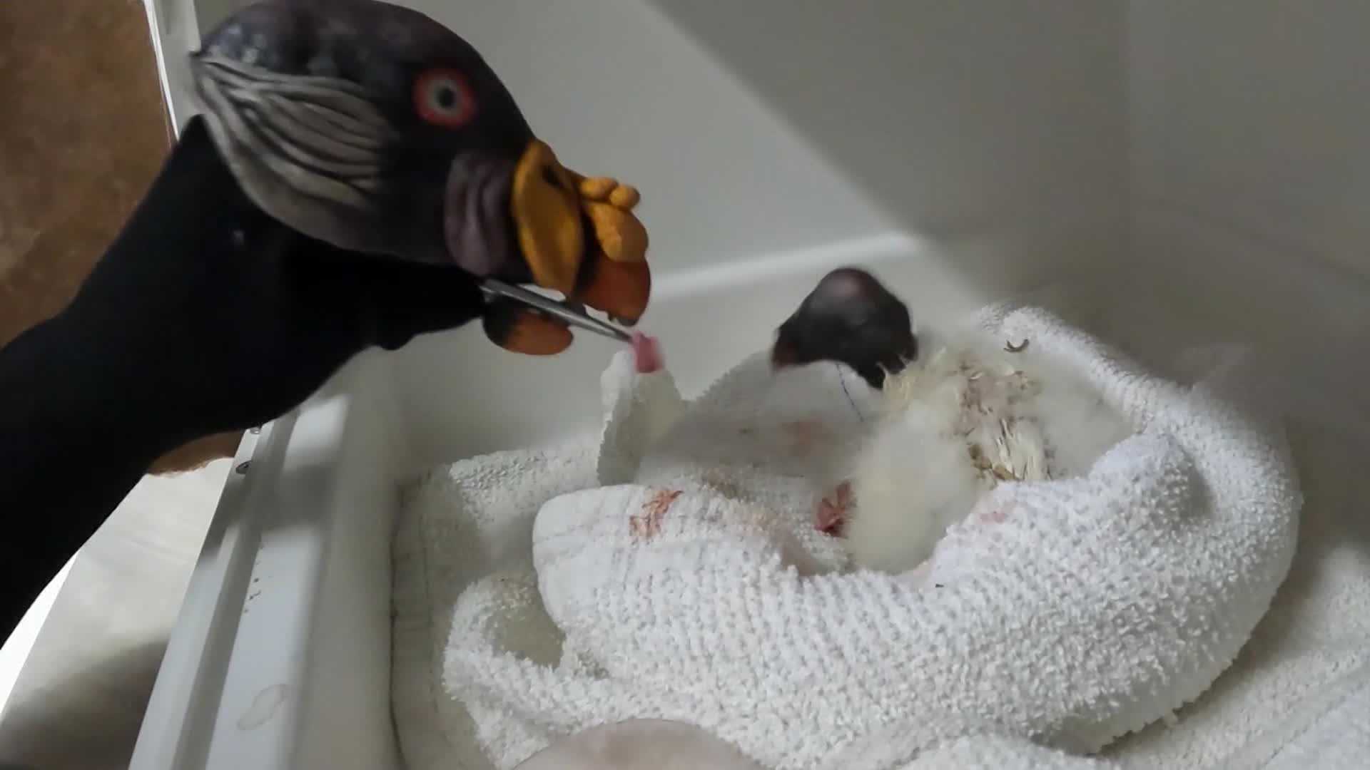 WATCH A zoo uses a puppet to feed a rare baby vulture(01)
