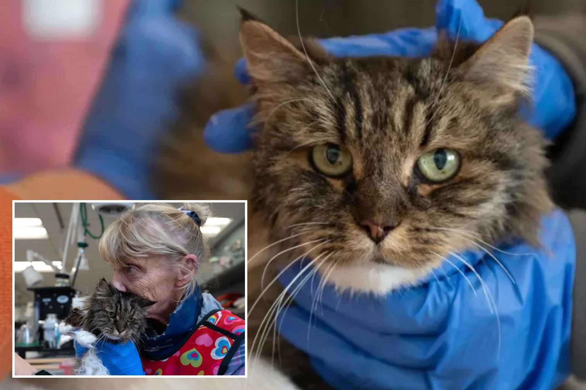 Cat survives 380foot fall that killed owners at Utah’s Bryce Canyon(02)