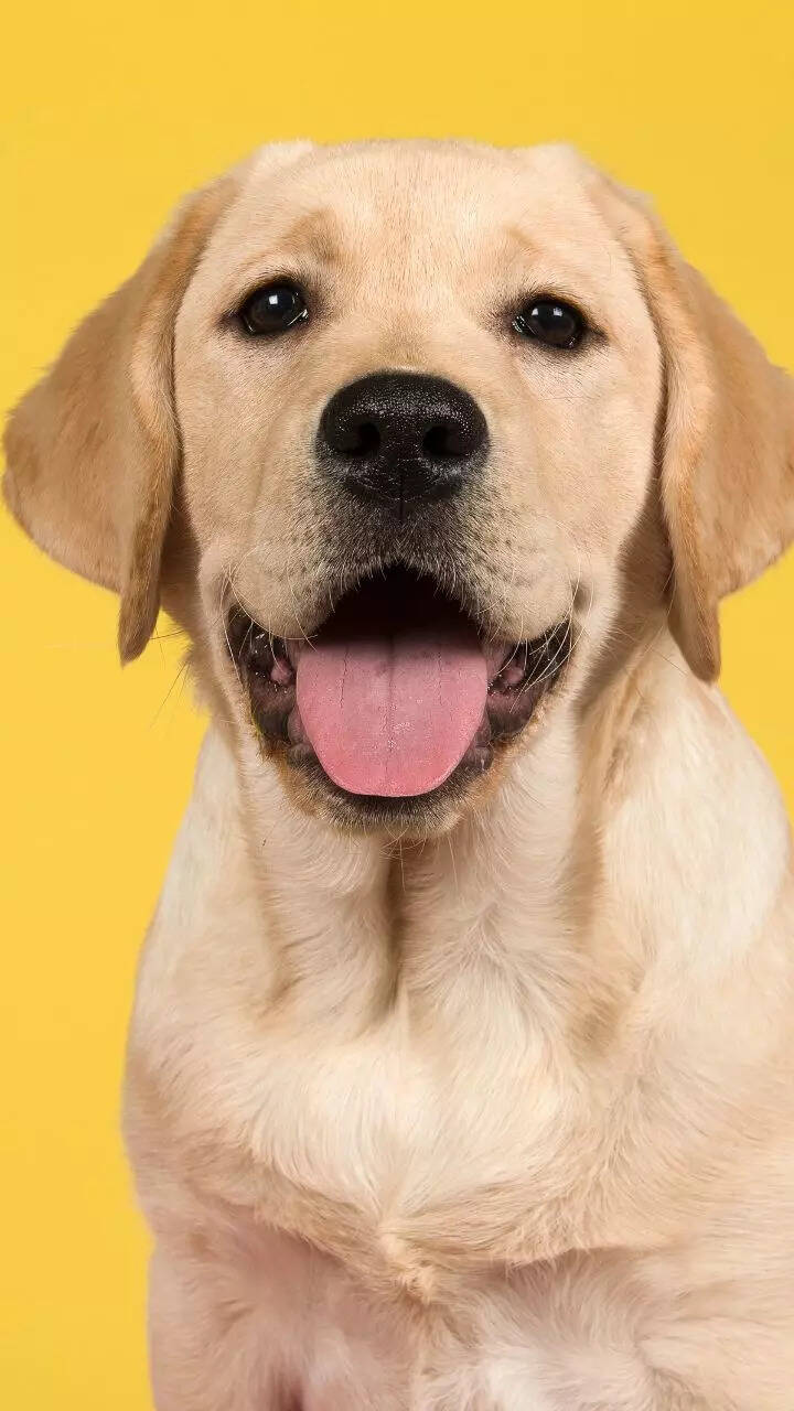 10 essential care tips every Labrador Retriever owner must know