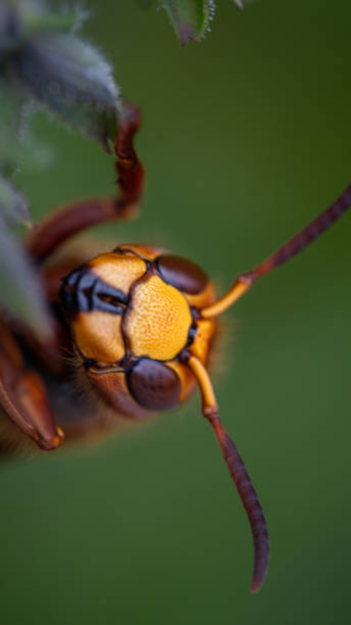 10 Deadliest Insects In The World