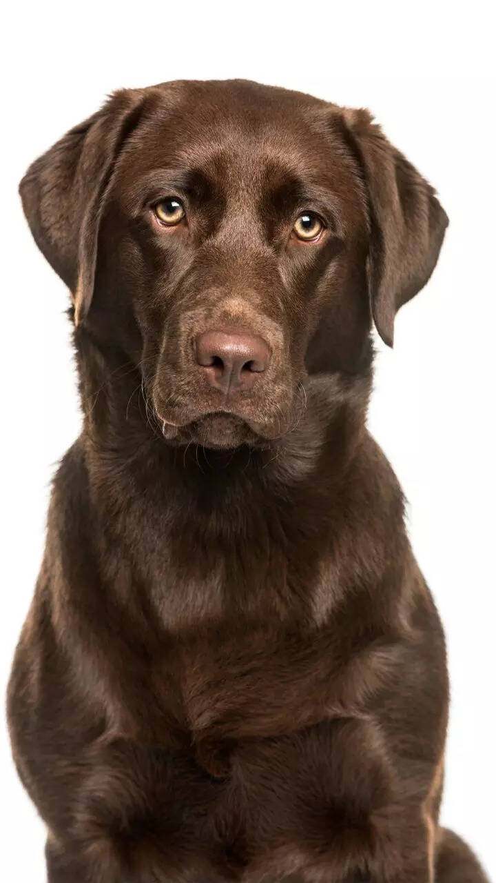 10 essential care tips every Labrador Retriever owner must know