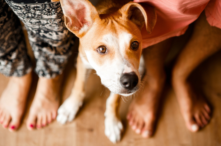 7 Protective Behaviors That Prove Your Dog Is Always Watching Over You