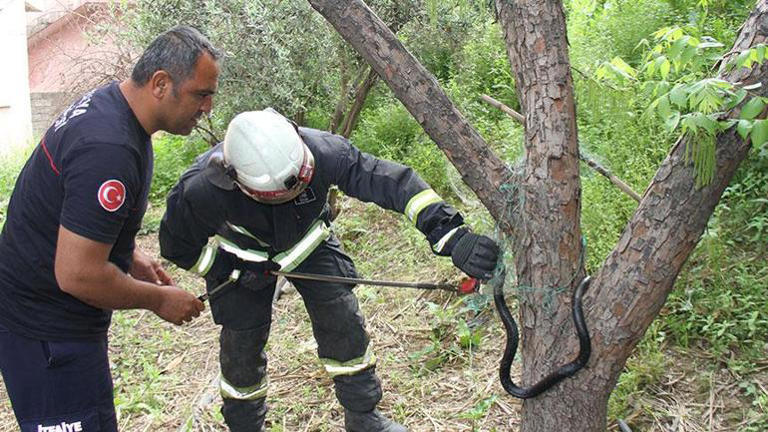 Yer: Antalya! Ağaca metrelerce uzunlukta yılan dolandı