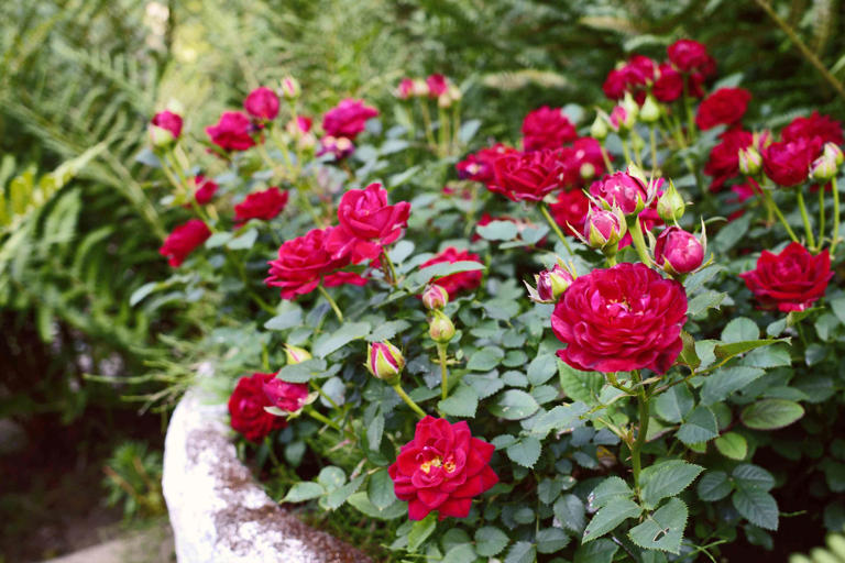 Want thriving roses? Experts say location is everything