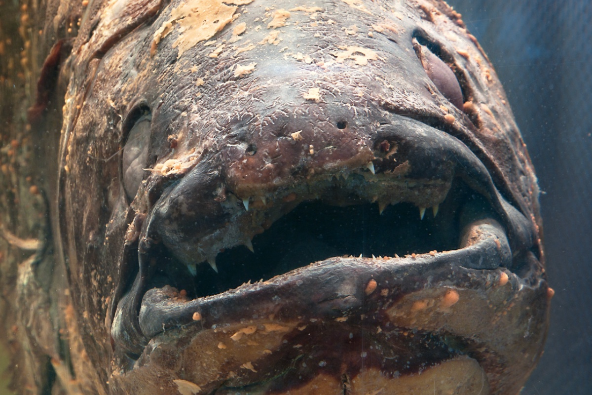 Photo Captures ‘Living Fossil' Fish Believed Extinct for 70 Million Years