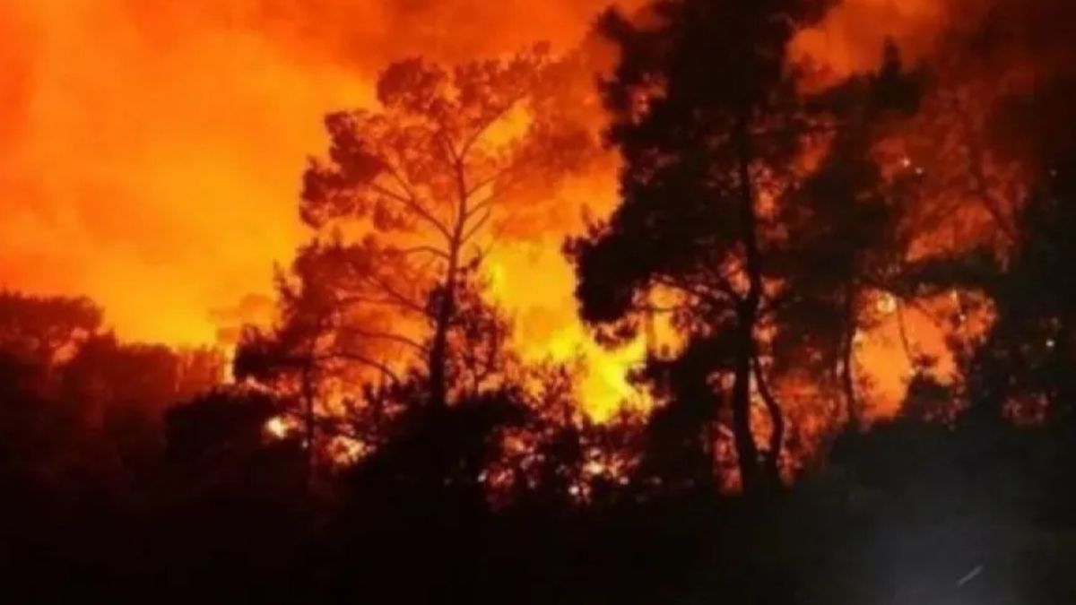 Kebakaran Hutan Membara di Israel: 24 Orang Cedera, Asap Tebal Membuat Pemerintah Nyatakan Status Darurat Nasional