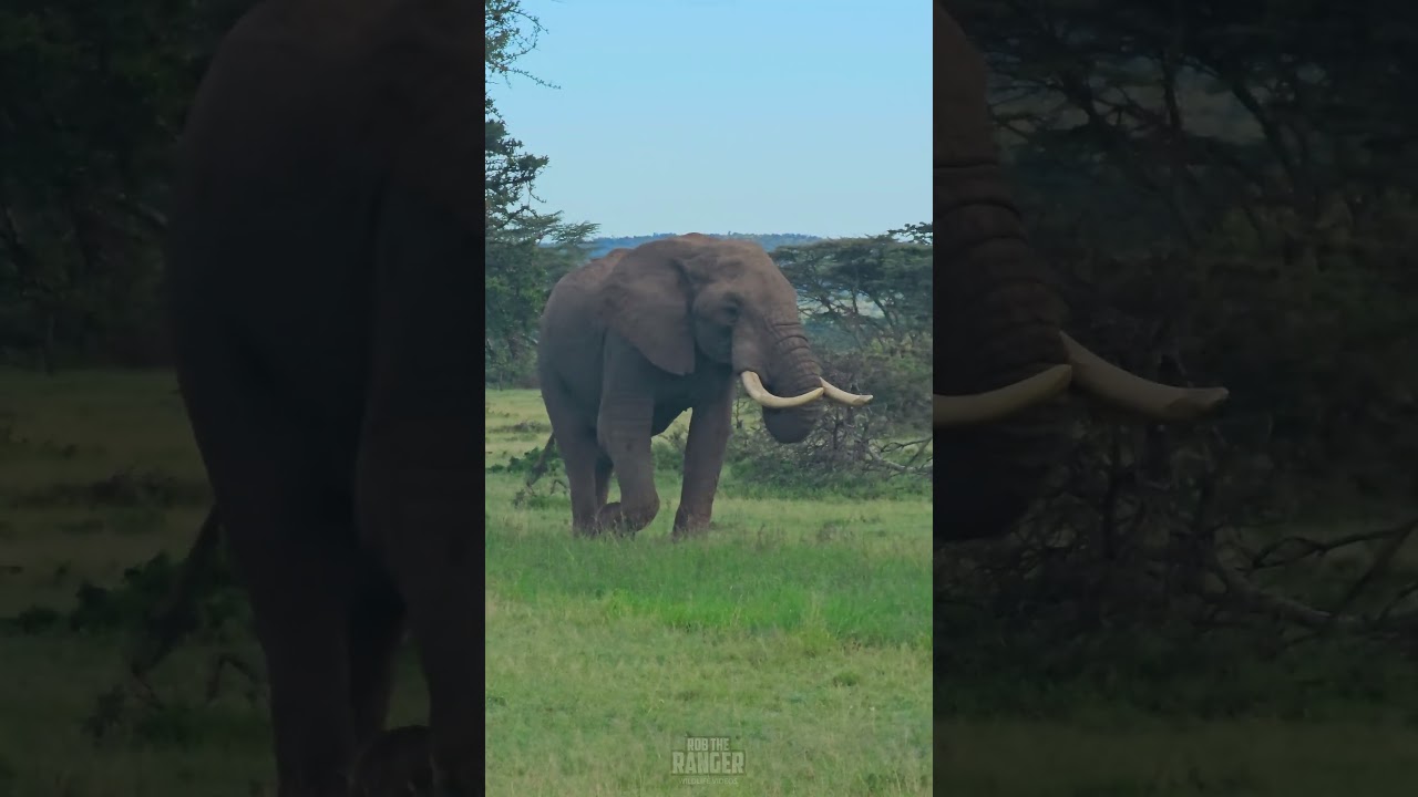 Gentle Giant Bull Elephant Has a Close Camera Encounter in Mara Ripoi