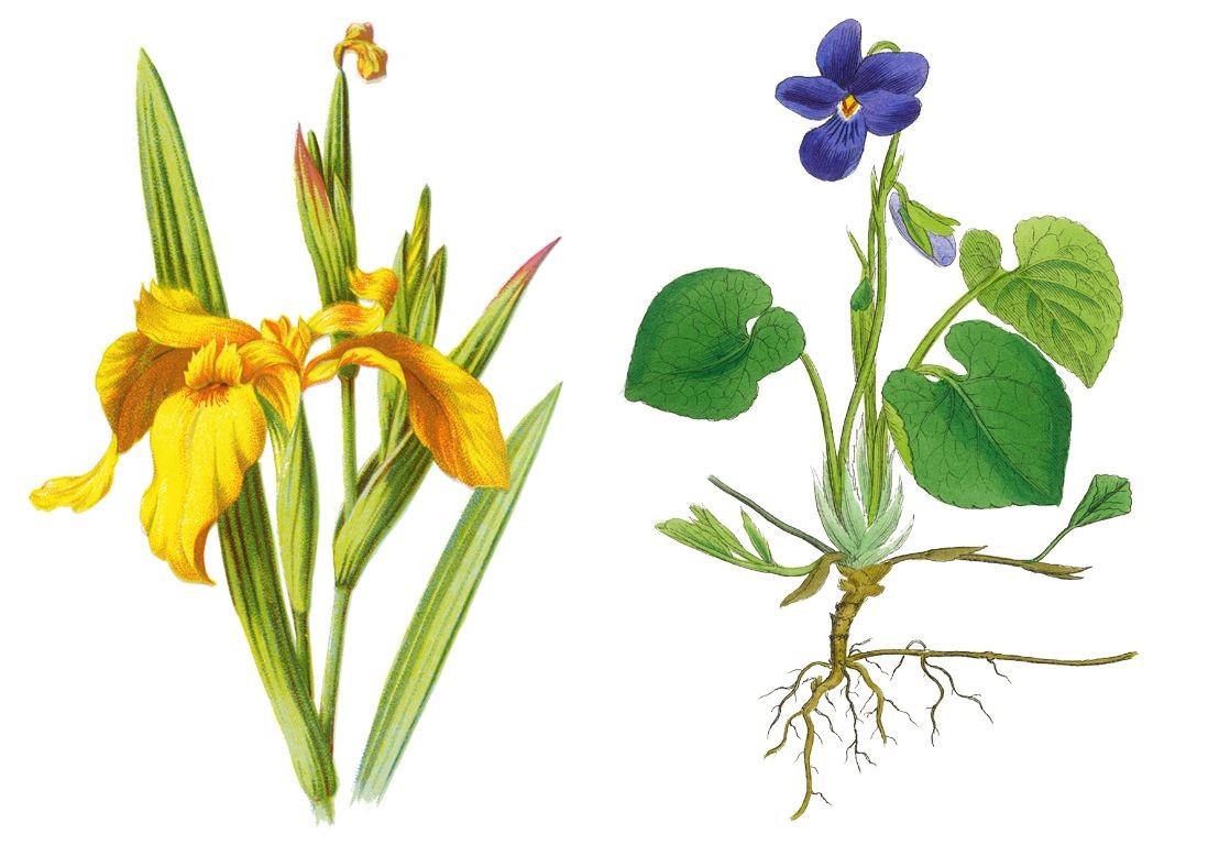 fleur-de-naissance-connaissez-vous-la-v-tre
